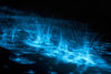 Bioluminescent Algae Transforms Tasmanian Beaches Neon Blue